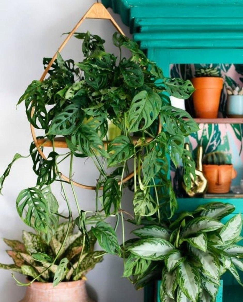 Сциндапсус pictus Argyraeus