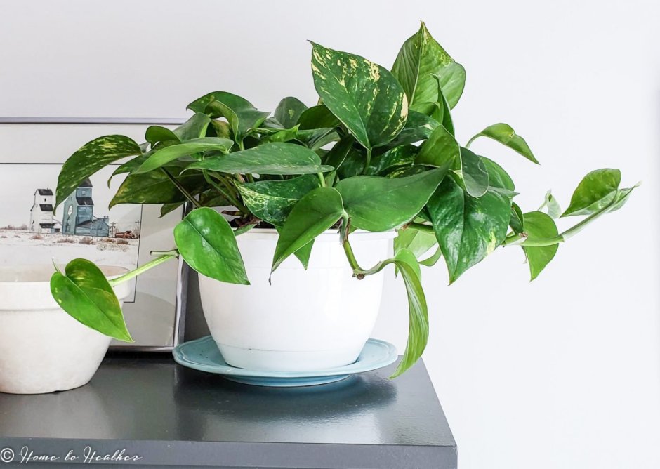 Монстера Рафидофора тетрасперма