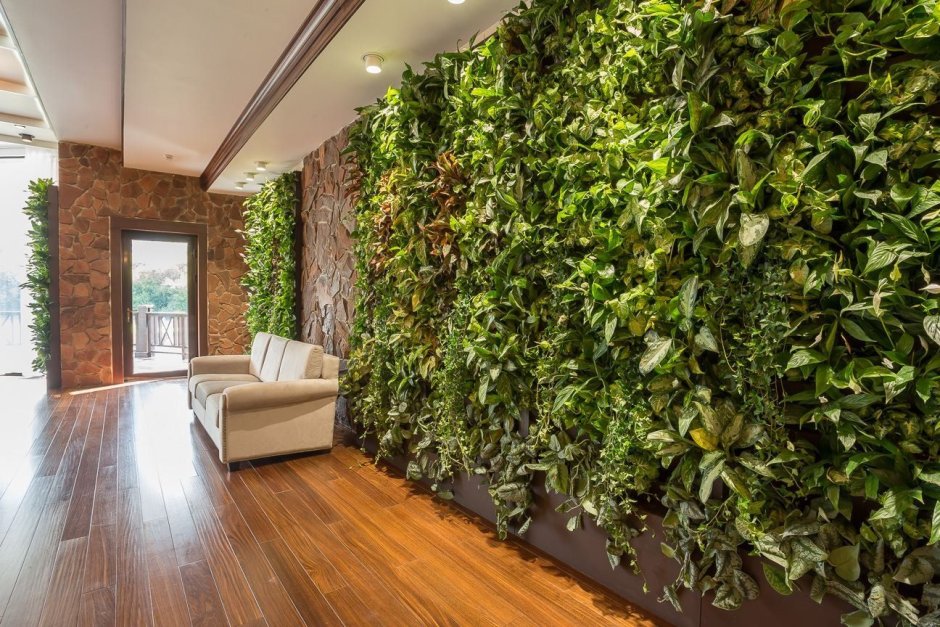 Сциндапсус Рио