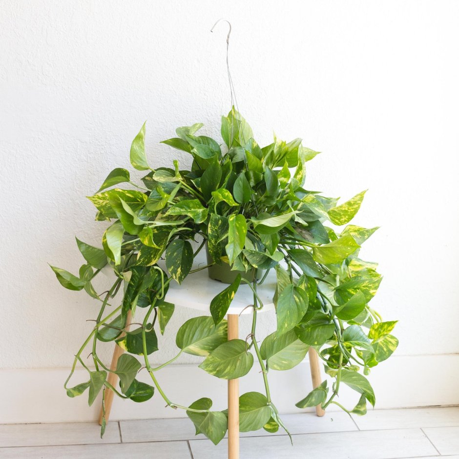 Эпипремнум Джейд