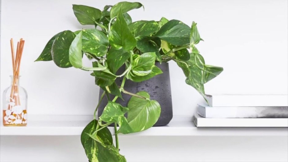 Сциндапсус фитостена