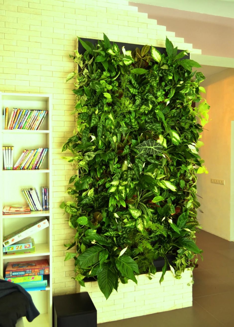 Традесканция фитостена