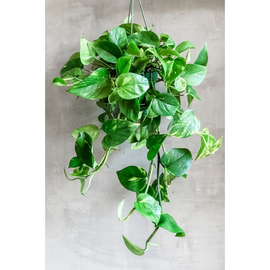 Какие бывают растения комнатные живые