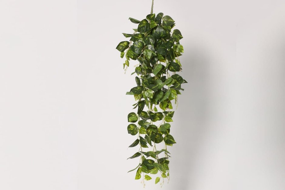 Эпипремнум в интерьере квартиры