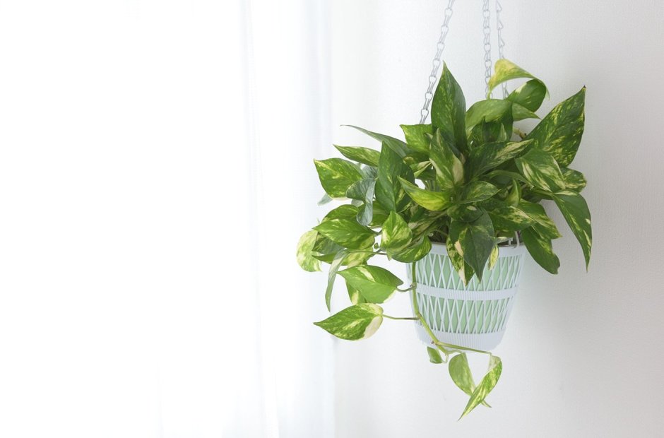 Эпипремнум Global Green