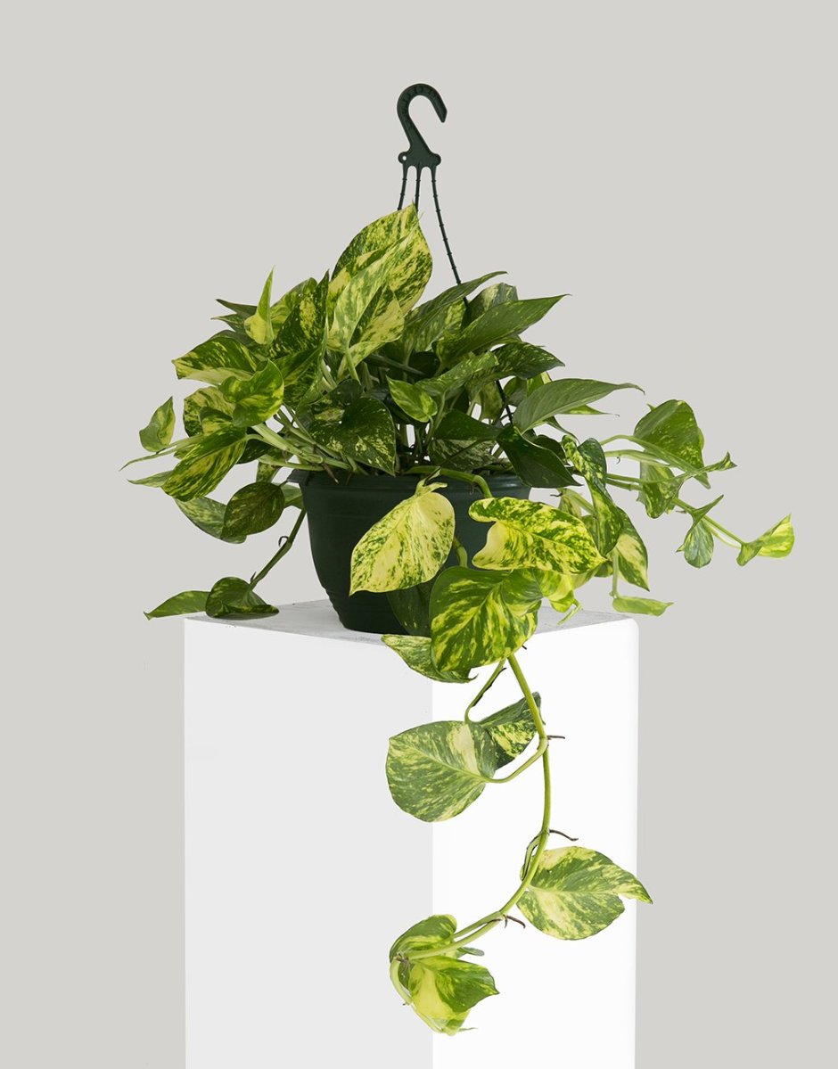 Сциндапсус опора