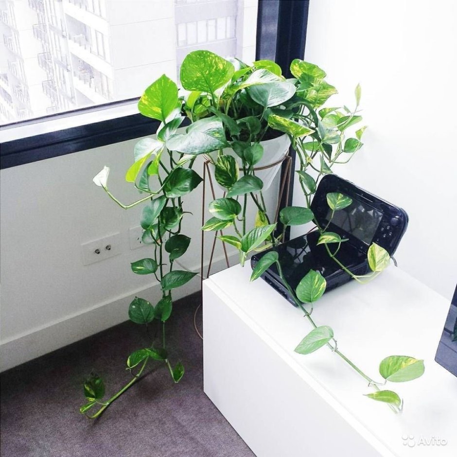 Фитостена Эпипремнум