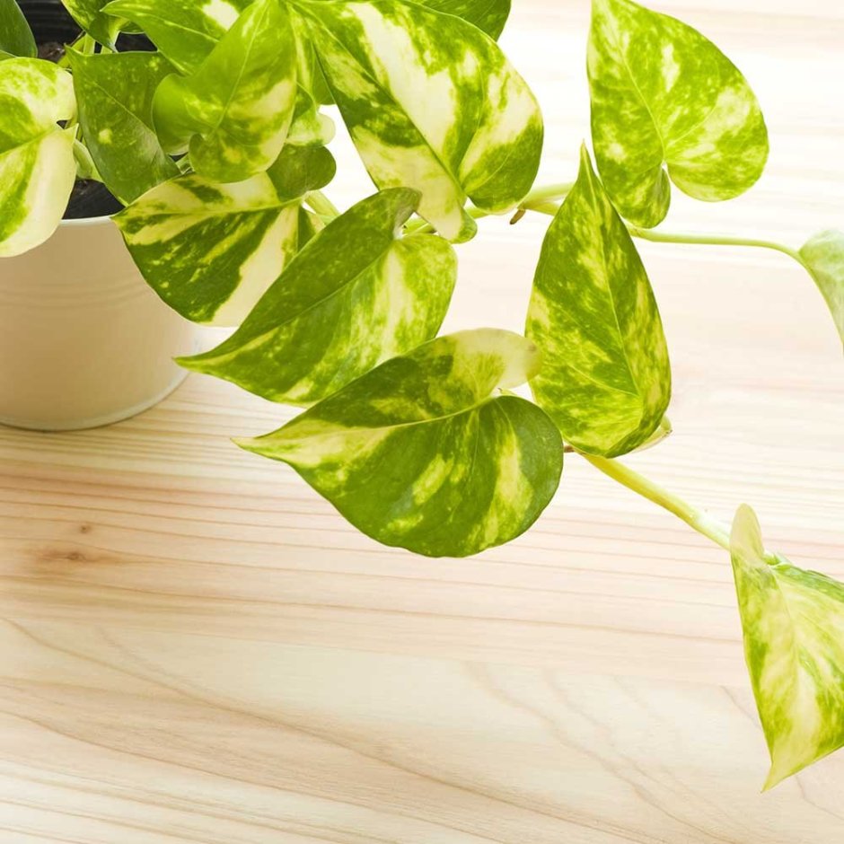 Монстера Адансона