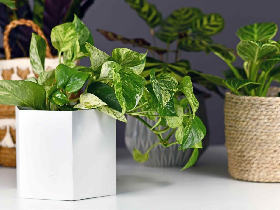 Эпипремнум Amplissimum