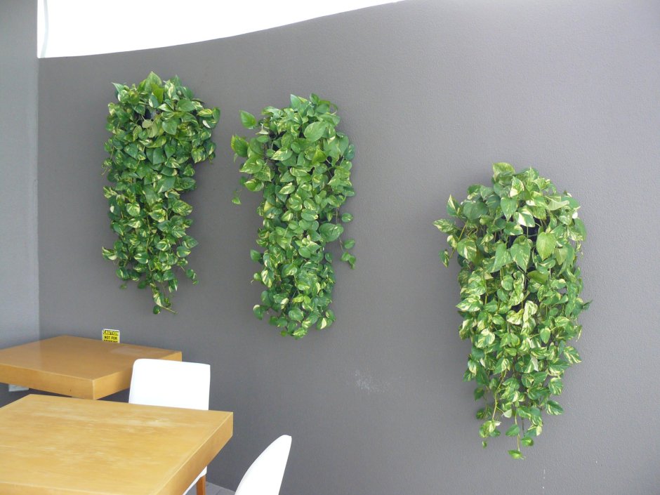 Сциндапсус Вьюн Лиана