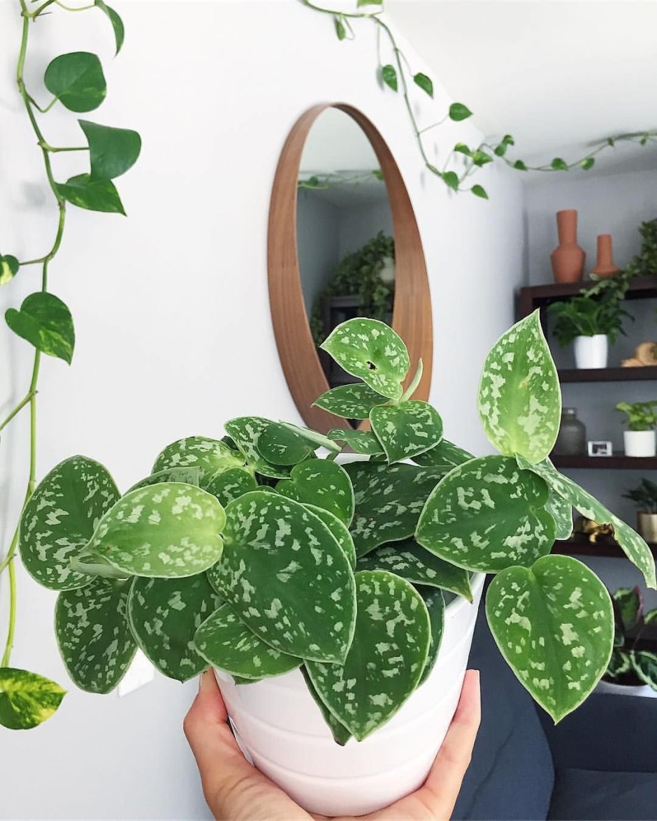 Эпипремнум Golden Pothos