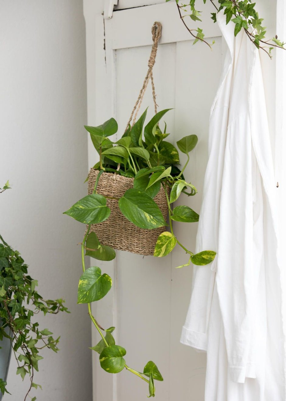 Эпипремнум фитомодули