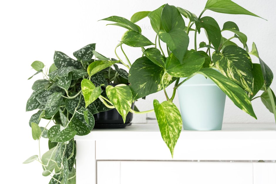 Сциндапсус Снейк