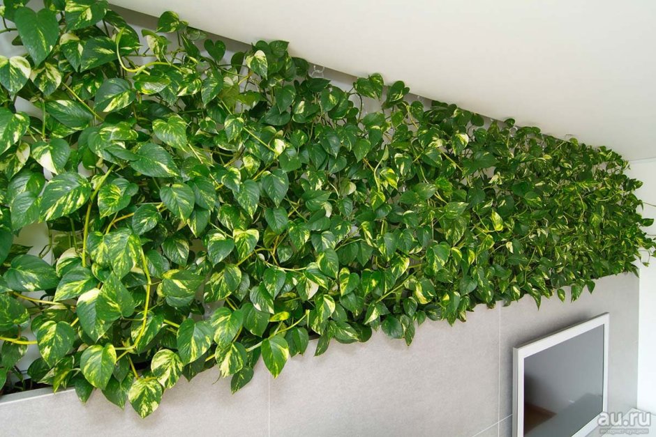 Эпипремнум Hanging