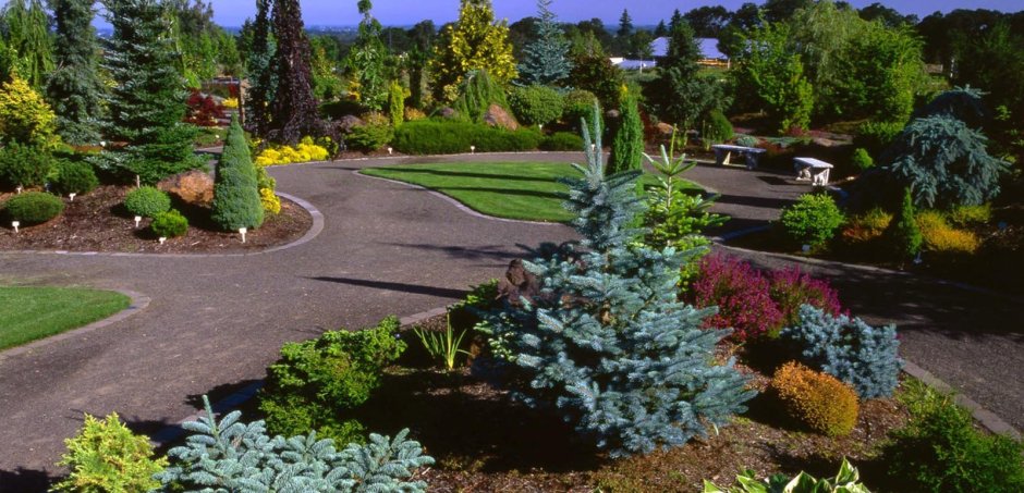 Хвойники в Лесном ландшафте