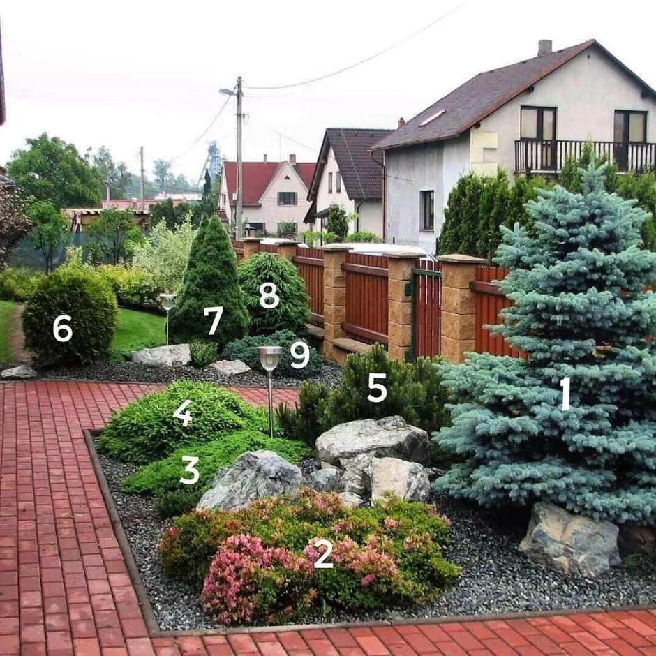 Голубая ель клумба