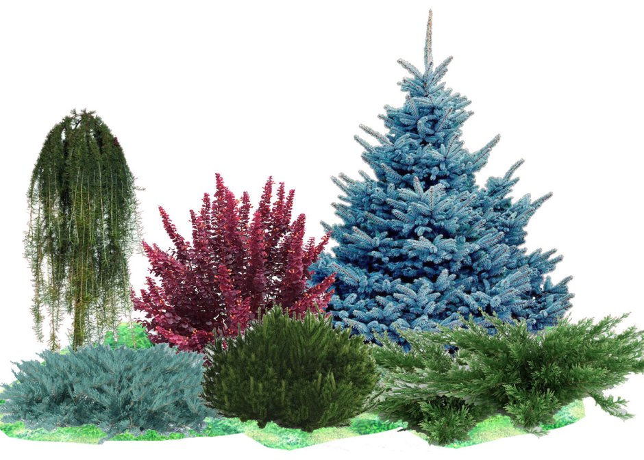 Ель Мисти Блю в ландшафтном дизайне