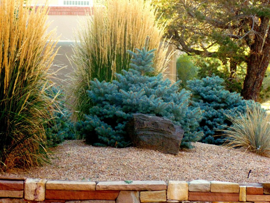 Миксбордер с горной сосной