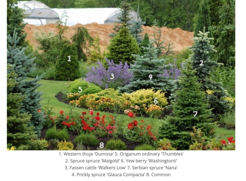 Ландшафтная композиция с елью сербской