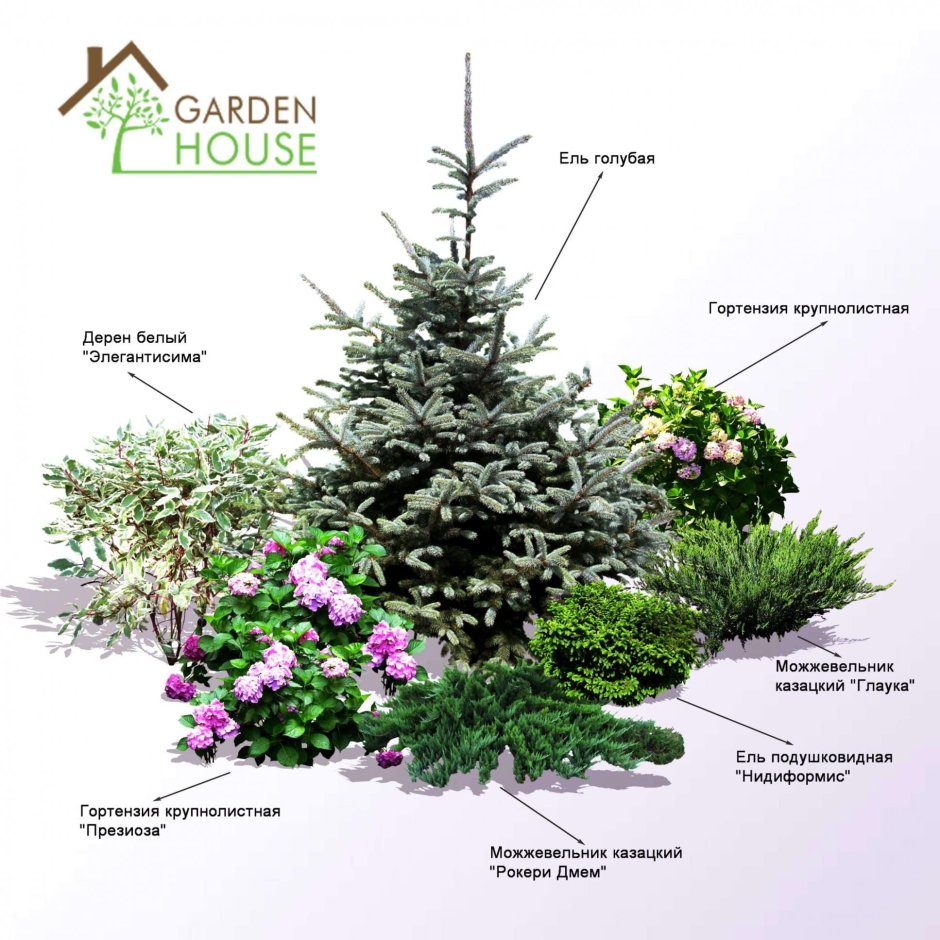 Хвойная композиция с голубой елью