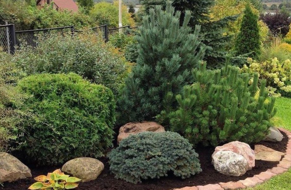 Миксбордер туя Барбарис