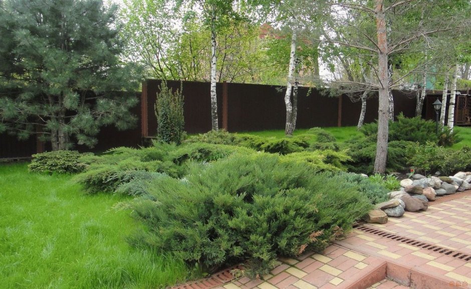 Хвойники в Лесном ландшафте