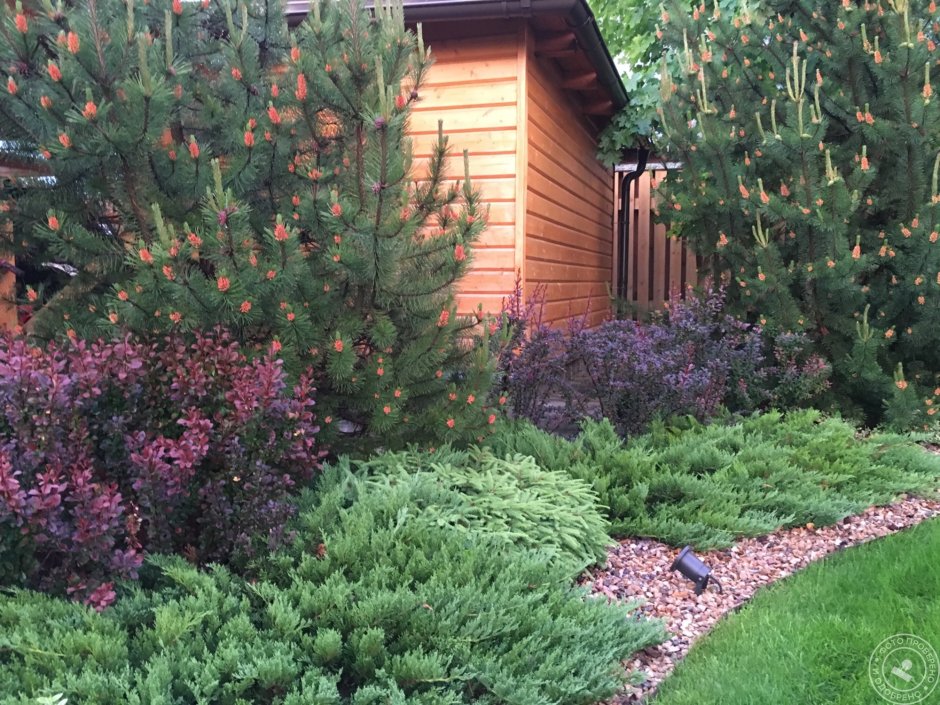 Миксбордер туя Барбарис