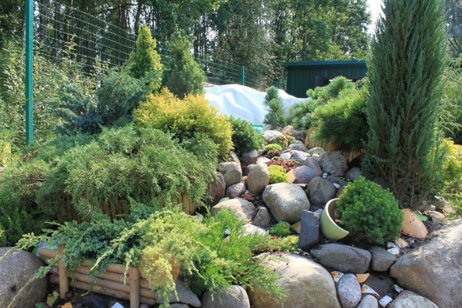 Можжевельник казацкий альпинарий