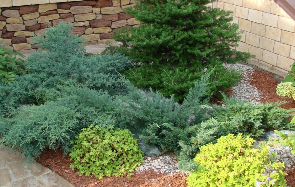 Можжевельник казацкий и Хоста