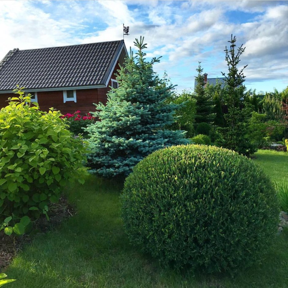 Туя, дерен, пузыреплодник