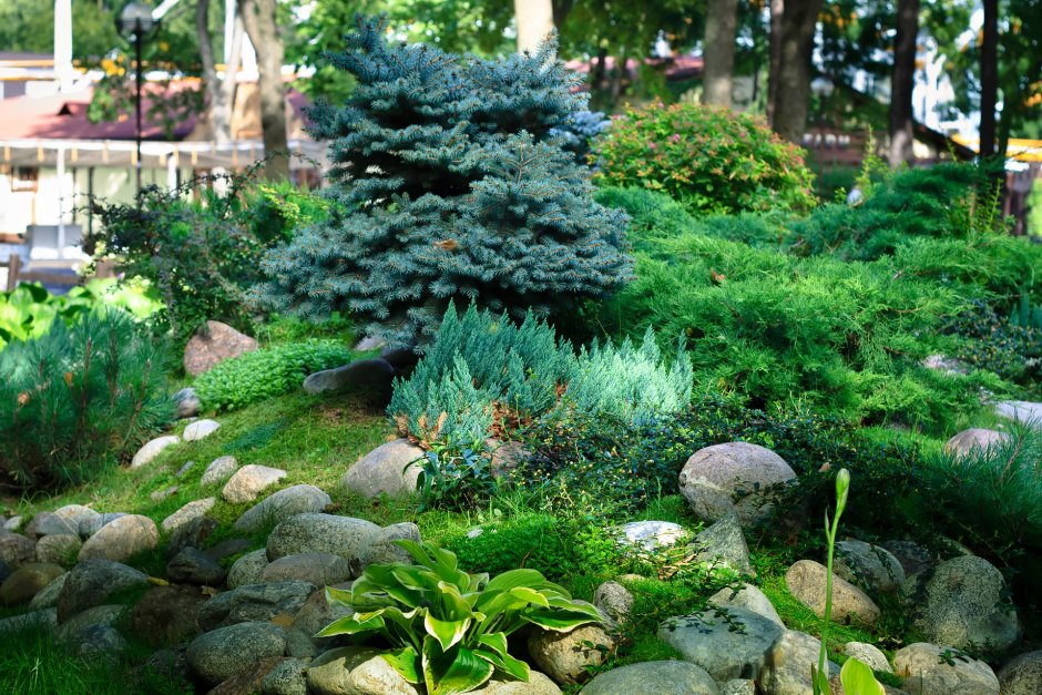 Можжевельник казацкий в рокарии