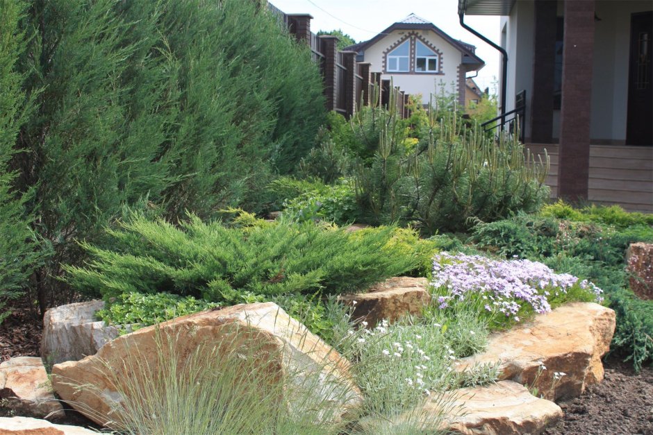 Можжевельник казацкий в миксбордере