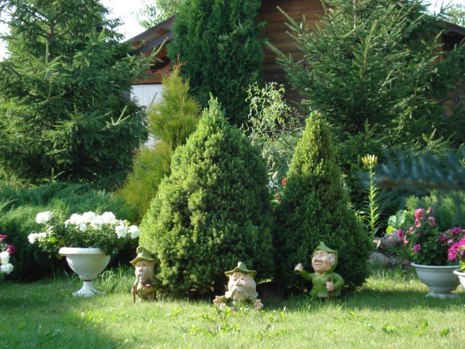 Ель Коника рокарий