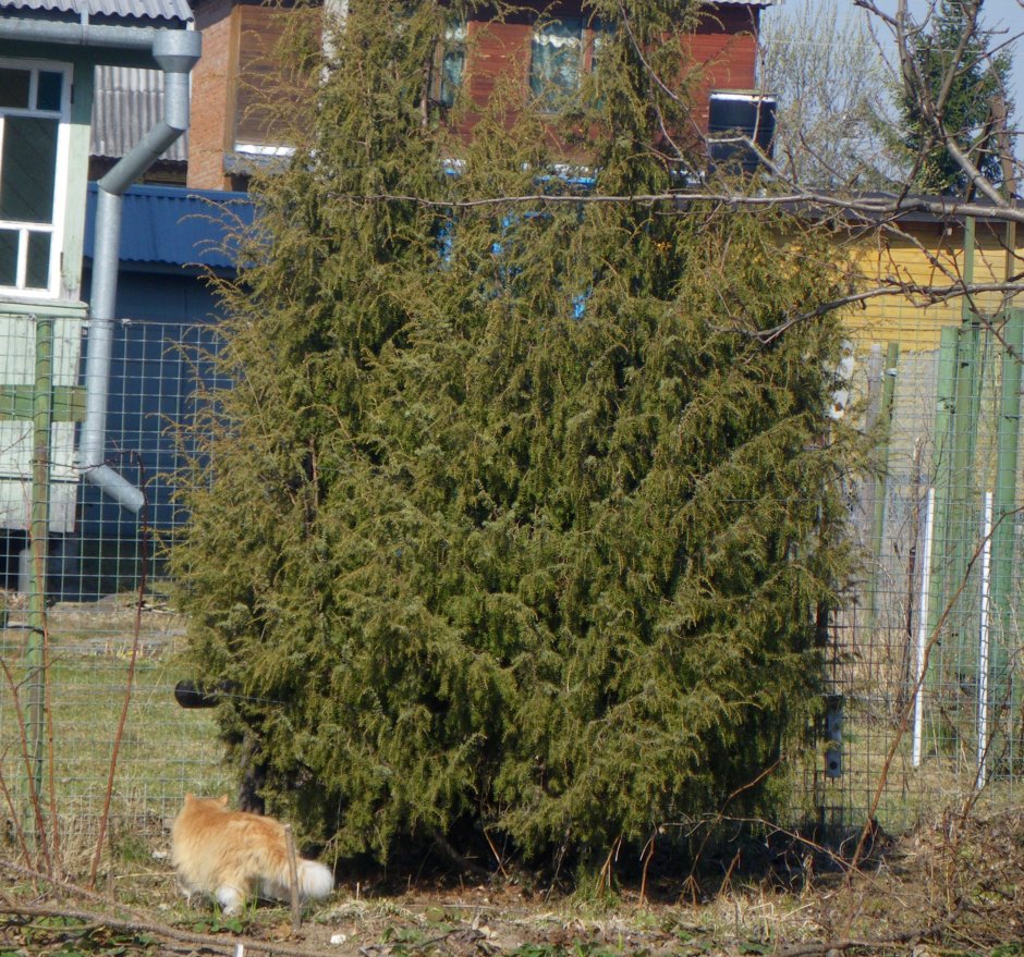 Можжевельник Лесной посадка