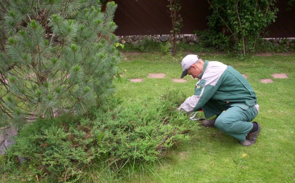 Лесной можжевельник формировка