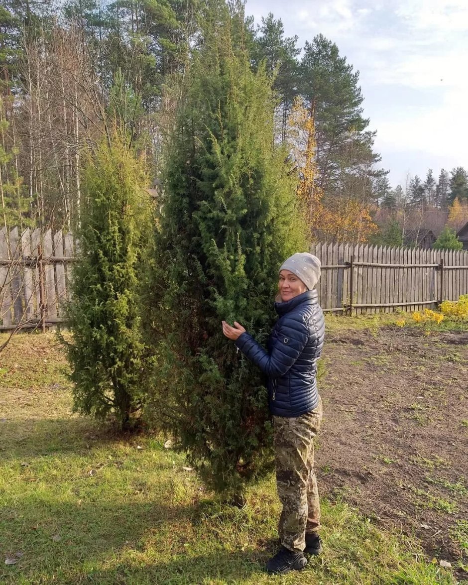 Можжевельник Лесной