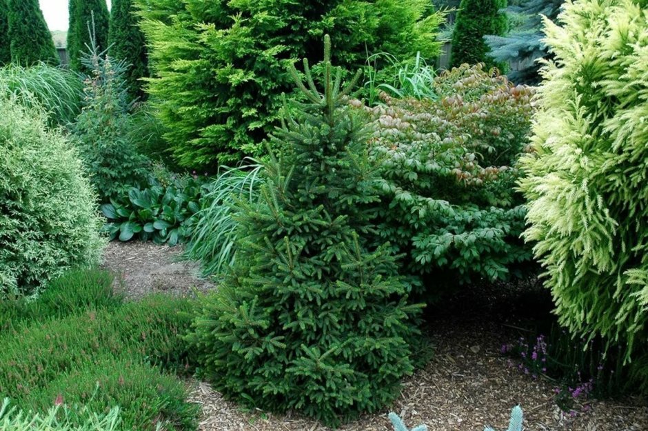 Ель европейская Уиллс цверг