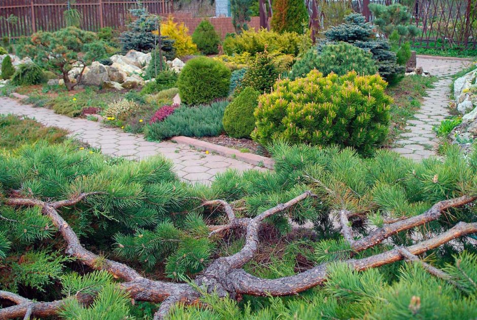 Сосна Горная ниваки