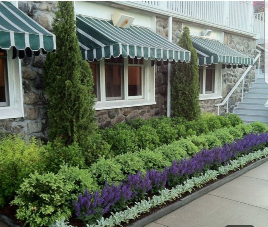 Туя Даника и Лаванда