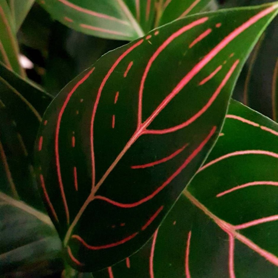 Аглаонема с красными прожилками