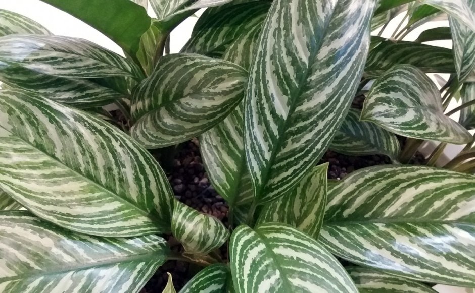 Аглаонема нитидум