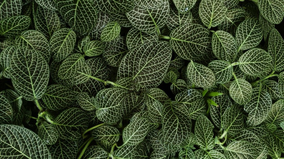 Фиттония Эстетика