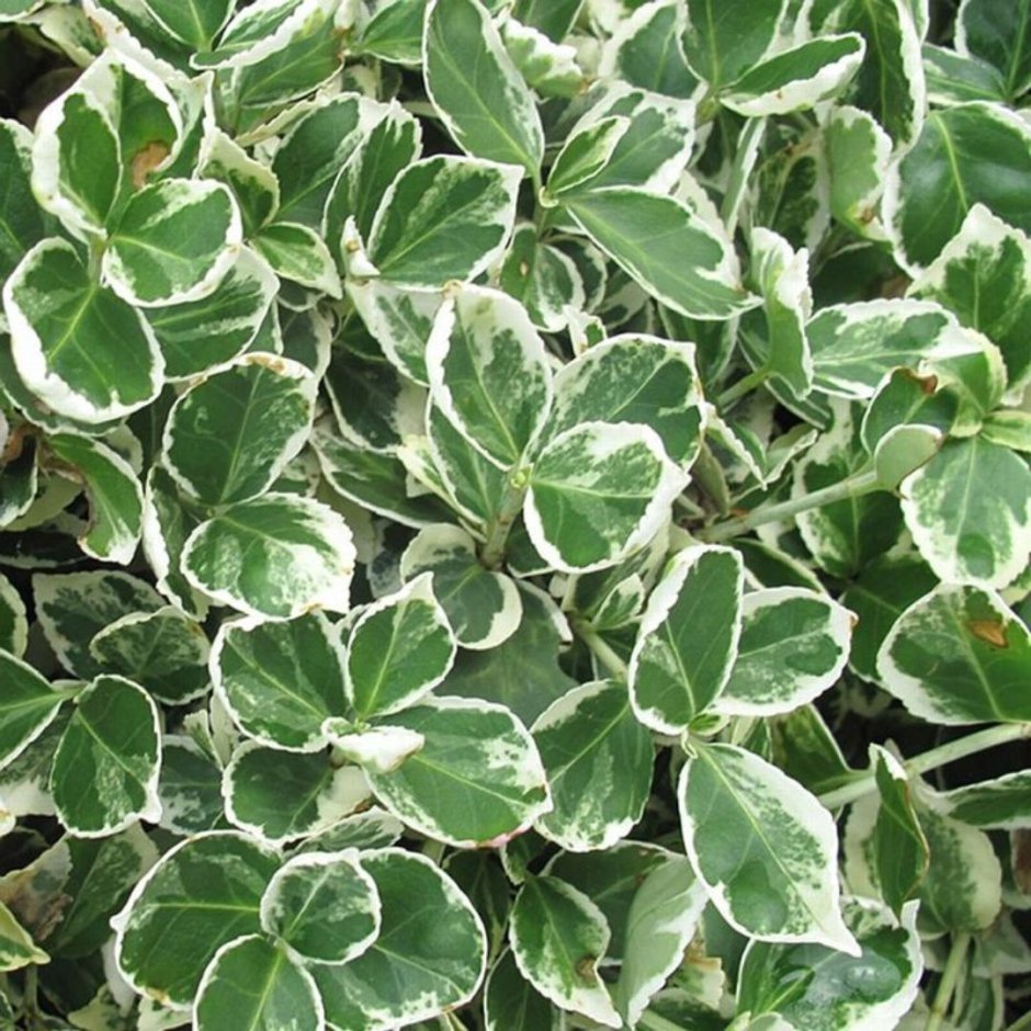 Бересклет Форчуна Эмеральд Галетти