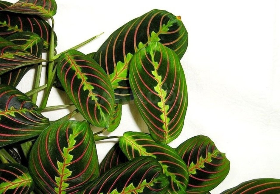 Маранта, колеус, паунсеттия (молочай)