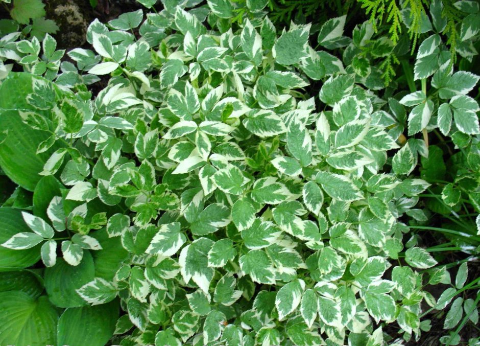 Сныть пестролистная