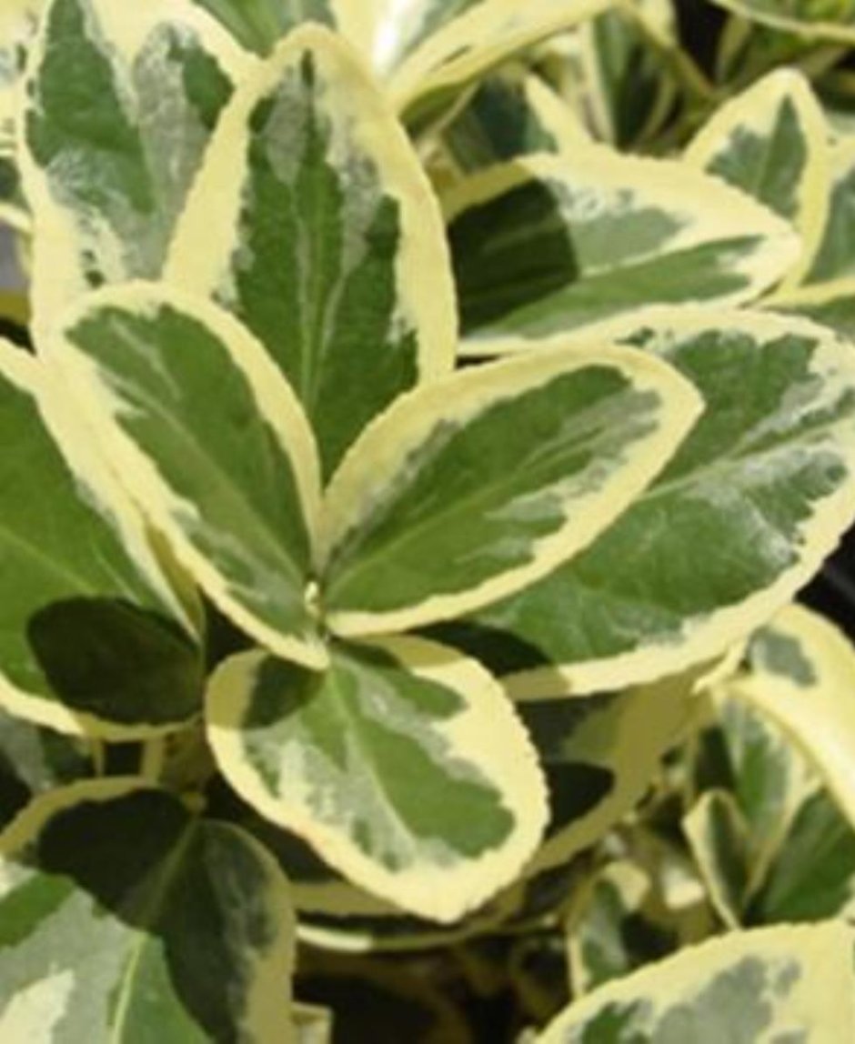 Бересклет пестролистный