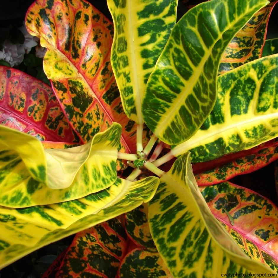 Кодиеум норма