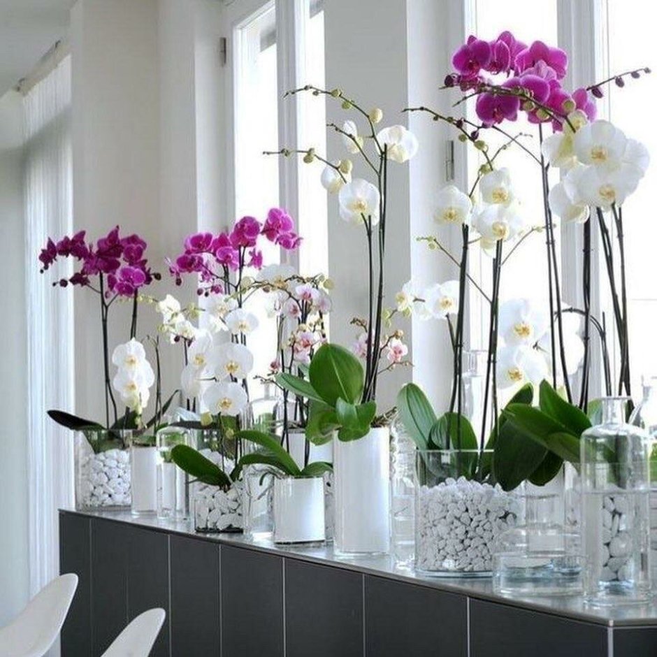 Орхидея фаленопсис в саду