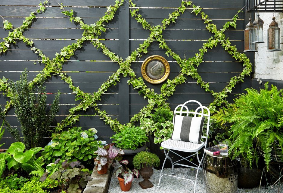 Плющ вертикальное Озеленение