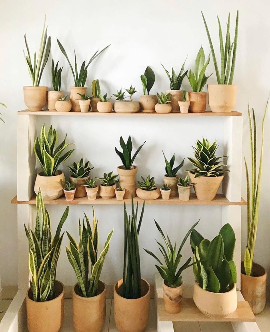 Монстера и сансевьера